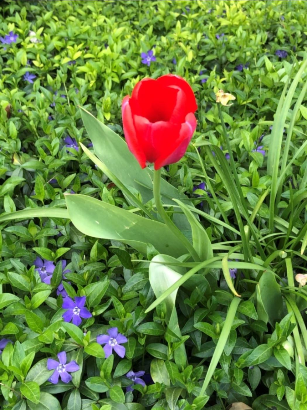 Tulpe