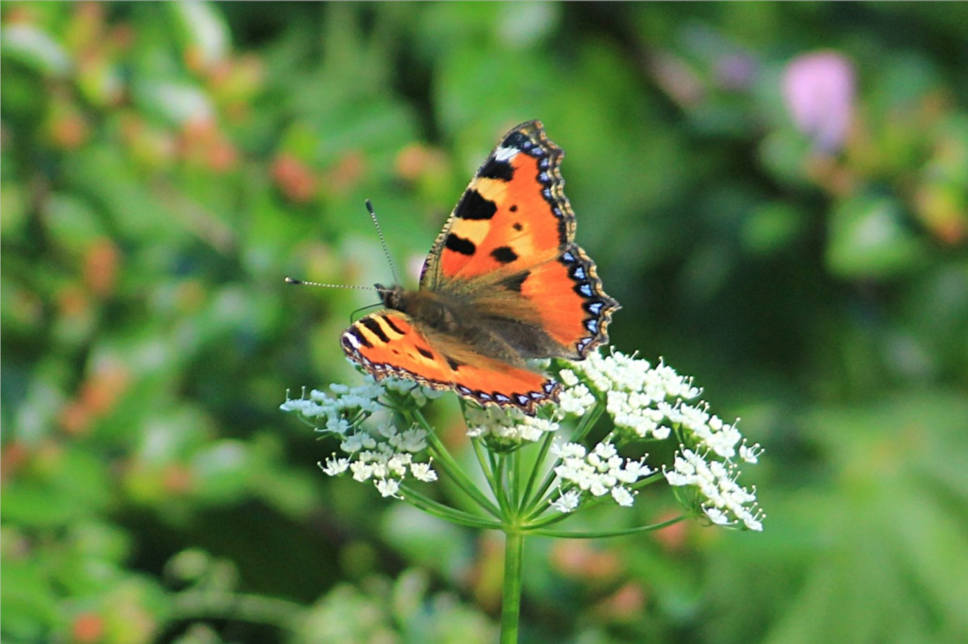 schmetterling
